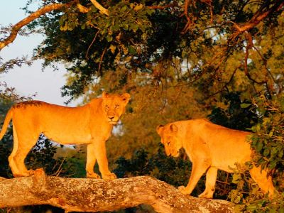 Cape Town & Kruger Park