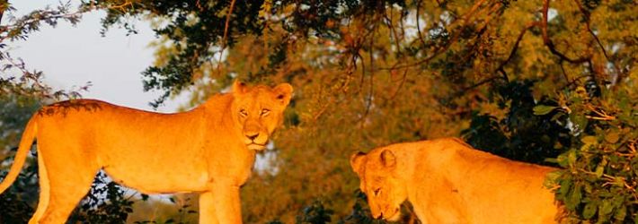 Cape Town & Kruger Park