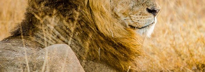 Africa do Sul: Do veld ao vinho