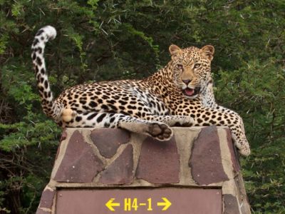 Mauritius, Cape Town & Kruger Park