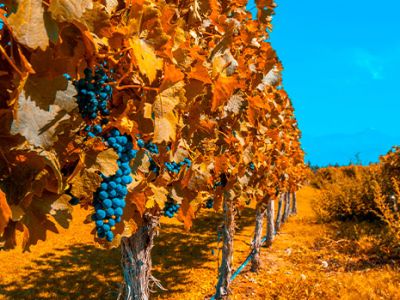 Sabores de Mendoza