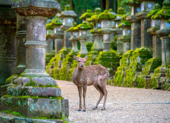 observacoes importantes