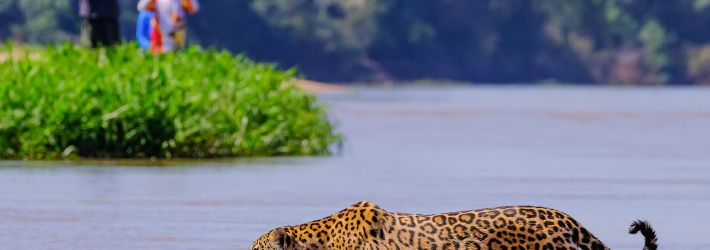 Pantanal River Cruise