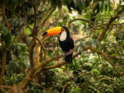 Grand Amazon Expedition
