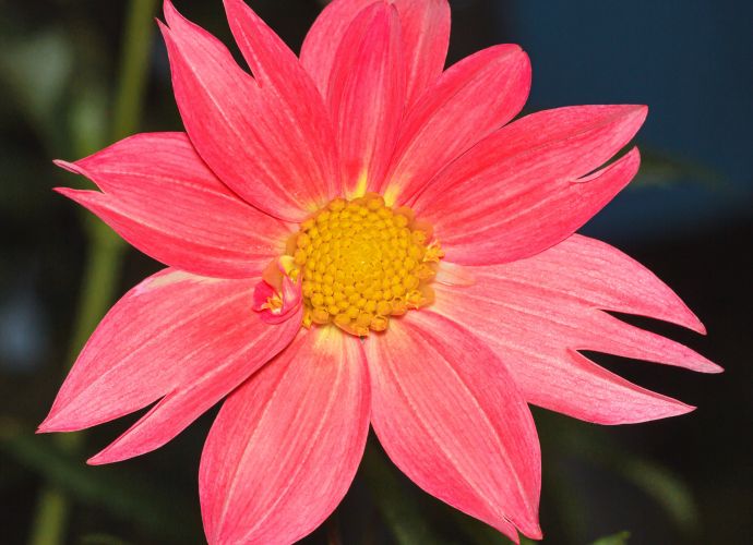 observacoes importantes