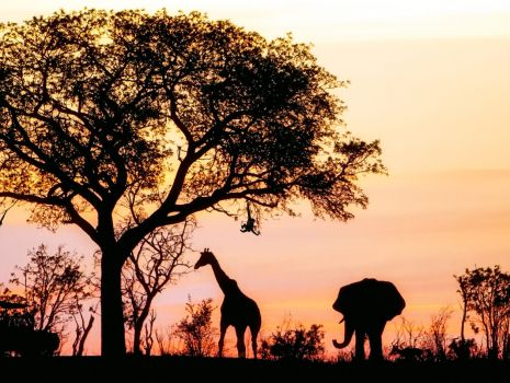 Um safári pela África e seus incríveis camps