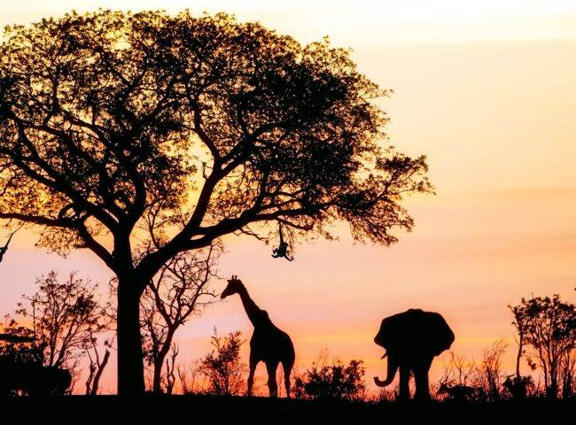 Um safári pela África e seus incríveis camps